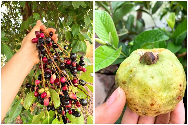 Nghỉ dịch dài ngày, Lê Phương dẫn cả gia đình về Tây Ninh trồng cây, hái quả-4