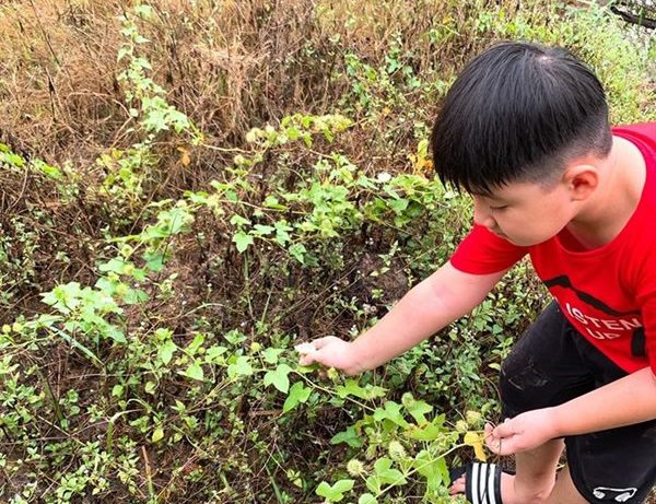 Nghỉ dịch dài ngày, Lê Phương dẫn cả gia đình về Tây Ninh trồng cây, hái quả-5