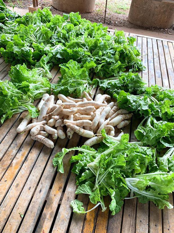 Nghỉ dịch dài ngày, Lê Phương dẫn cả gia đình về Tây Ninh trồng cây, hái quả-8