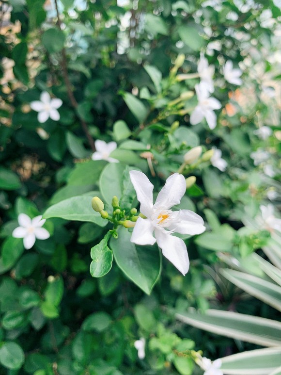 Khu vườn ngập tràn hoa và cây xanh trong căn villa trên không trị giá hơn 70 tỷ đồng của Nathan Lee-5