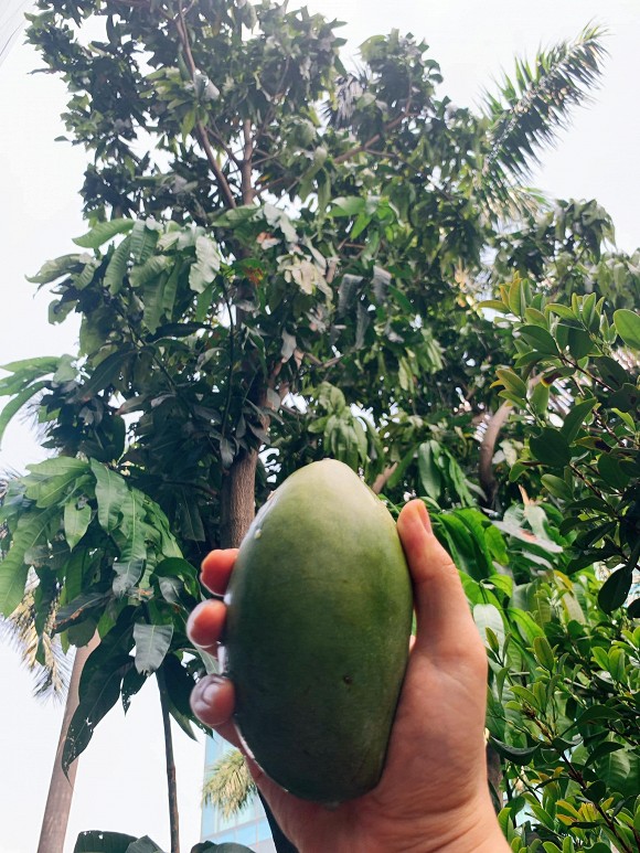 Khu vườn ngập tràn hoa và cây xanh trong căn villa trên không trị giá hơn 70 tỷ đồng của Nathan Lee-6