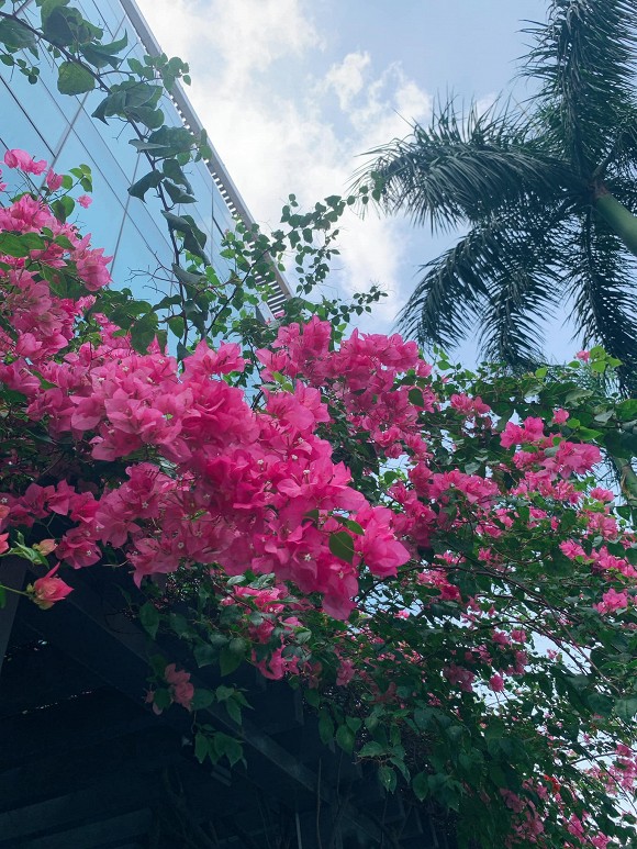 Khu vườn ngập tràn hoa và cây xanh trong căn villa trên không trị giá hơn 70 tỷ đồng của Nathan Lee-7