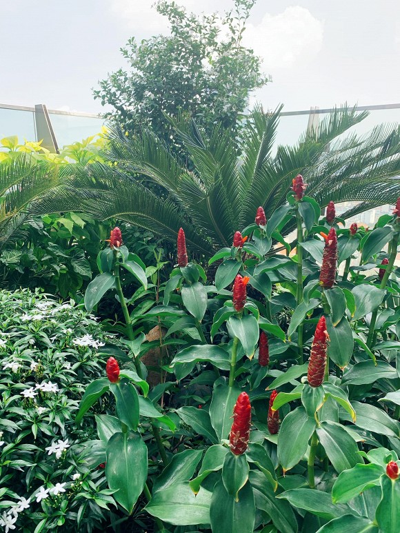 Khu vườn ngập tràn hoa và cây xanh trong căn villa trên không trị giá hơn 70 tỷ đồng của Nathan Lee-8