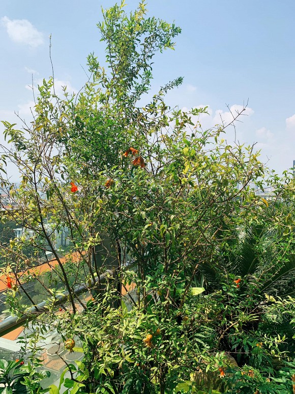 Khu vườn ngập tràn hoa và cây xanh trong căn villa trên không trị giá hơn 70 tỷ đồng của Nathan Lee-10