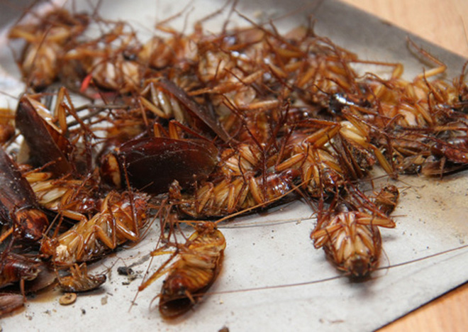 Mẹo đơn giản khiến gián khiếp sợ, tự động cuốn gói ra khỏi nhà-1