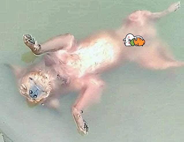 Chú chó nổi lềnh phềnh trên sông khiến sen phát khóc, được cứu thì ton ton đứng dậy và bản mặt nhìn muốn... đánh-1