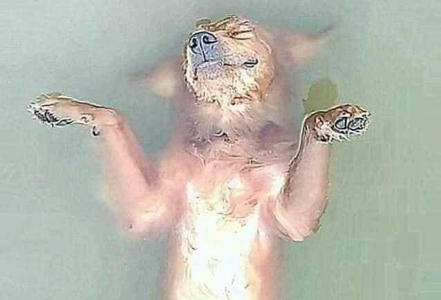 Chú chó nổi lềnh phềnh trên sông khiến sen phát khóc, được cứu thì ton ton đứng dậy và bản mặt nhìn muốn... đánh-2