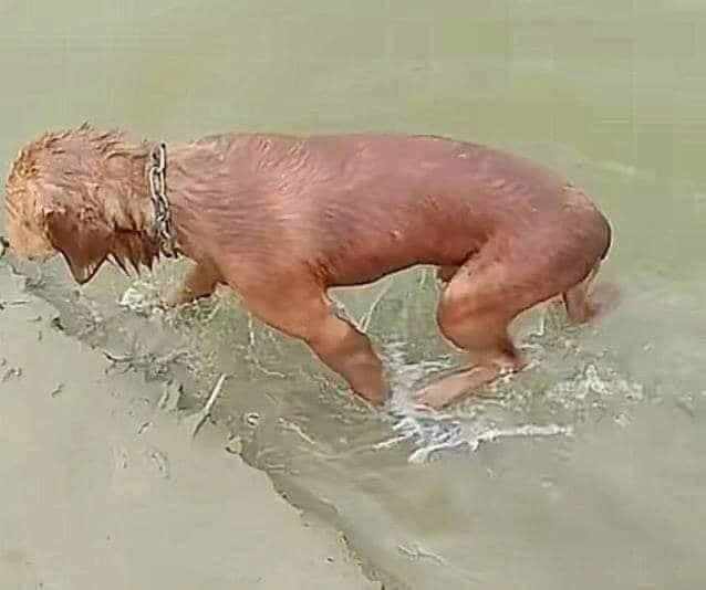 Chú chó nổi lềnh phềnh trên sông khiến sen phát khóc, được cứu thì ton ton đứng dậy và bản mặt nhìn muốn... đánh-3