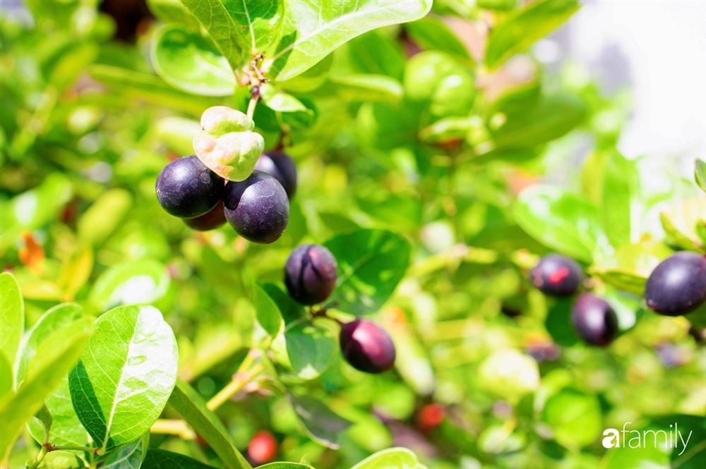 Nghỉ dịch ở nhà, gia đình trẻ gắn kết yêu thương bằng cách cải tạo vườn rau xanh tốt giữa lòng Sài Gòn-14