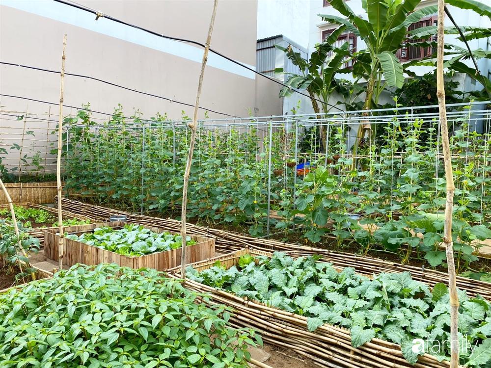 Nghỉ dịch ở nhà, gia đình trẻ gắn kết yêu thương bằng cách cải tạo vườn rau xanh tốt giữa lòng Sài Gòn-16