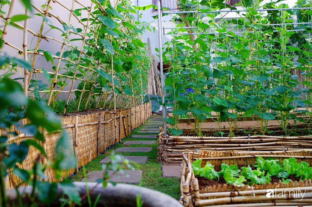 Nghỉ dịch ở nhà, gia đình trẻ gắn kết yêu thương bằng cách cải tạo vườn rau xanh tốt giữa lòng Sài Gòn-20