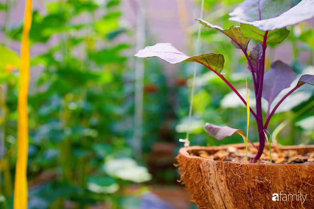 Nghỉ dịch ở nhà, gia đình trẻ gắn kết yêu thương bằng cách cải tạo vườn rau xanh tốt giữa lòng Sài Gòn-27