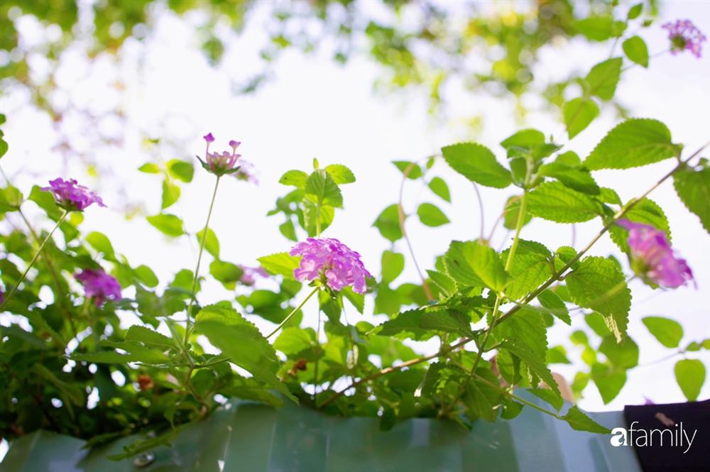 Nghỉ dịch ở nhà, gia đình trẻ gắn kết yêu thương bằng cách cải tạo vườn rau xanh tốt giữa lòng Sài Gòn-34