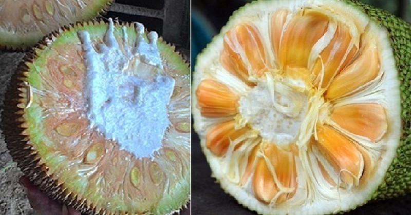 Mẹo chọn mít ngon, chín cây, không hóa chất-1