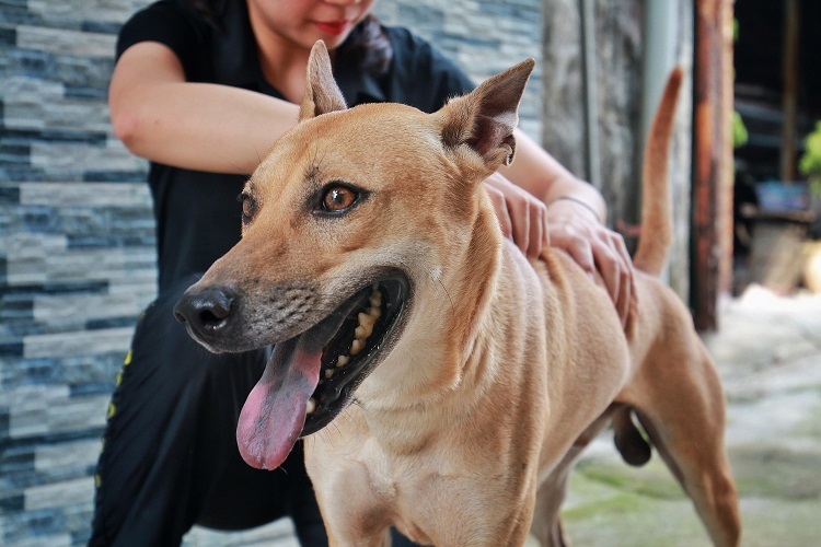 Chú chó Phú Quốc đắt nhất Việt Nam được đại gia khắp nơi săn đón-1