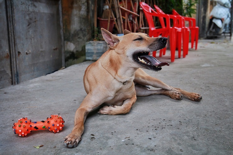 Chú chó Phú Quốc đắt nhất Việt Nam được đại gia khắp nơi săn đón-2
