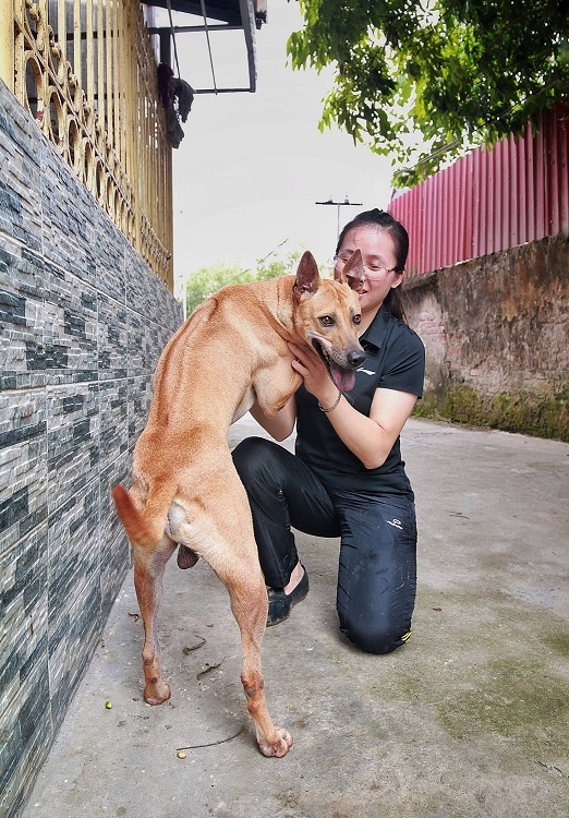 Chú chó Phú Quốc đắt nhất Việt Nam được đại gia khắp nơi săn đón-3