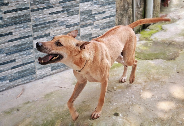 Chú chó Phú Quốc đắt nhất Việt Nam được đại gia khắp nơi săn đón-4