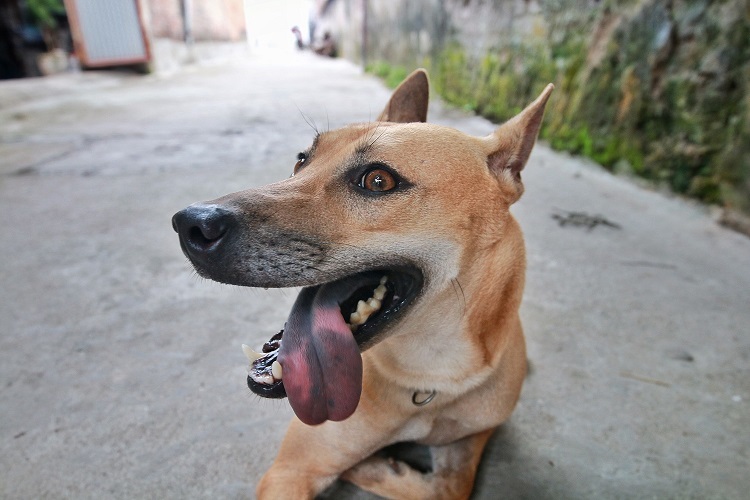 Chú chó Phú Quốc đắt nhất Việt Nam được đại gia khắp nơi săn đón-5