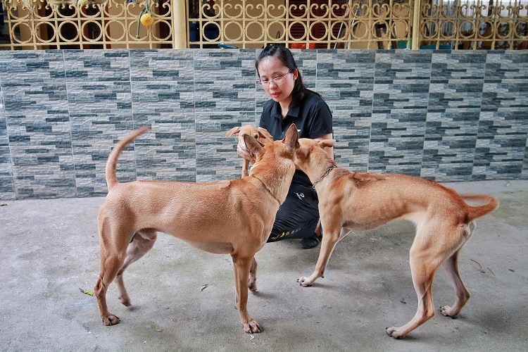 Chú chó Phú Quốc đắt nhất Việt Nam được đại gia khắp nơi săn đón-6