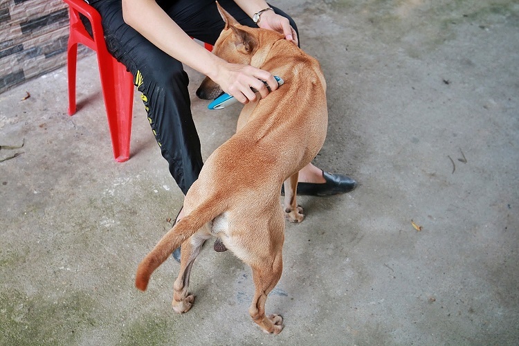 Chú chó Phú Quốc đắt nhất Việt Nam được đại gia khắp nơi săn đón-9