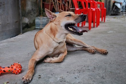 Chú chó Phú Quốc đắt nhất Việt Nam được đại gia khắp nơi 'săn đón'