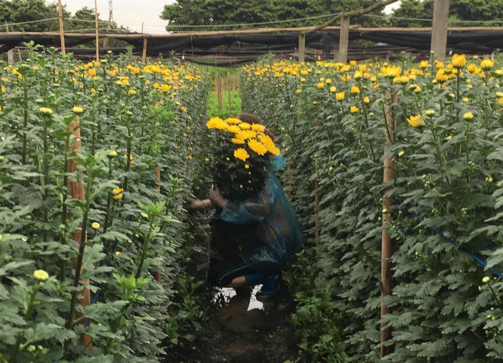 Hoa tươi tăng giá gấp 4 lần, buổi sáng bán gần 2.000 bông-2