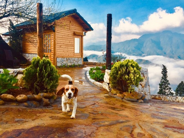 Đẹp hút hồn ngôi nhà gỗ săn mây vạn người mê trên núi cao ở Sa Pa-2