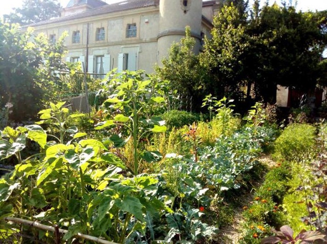 Cuộc sống gần gũi thiên nhiên trong khu vườn 2500m2 của cô gái 23 tuổi-2