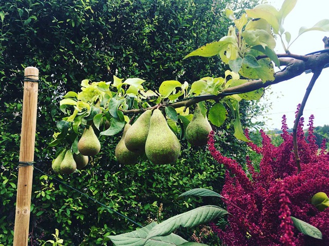 Cuộc sống gần gũi thiên nhiên trong khu vườn 2500m2 của cô gái 23 tuổi-3