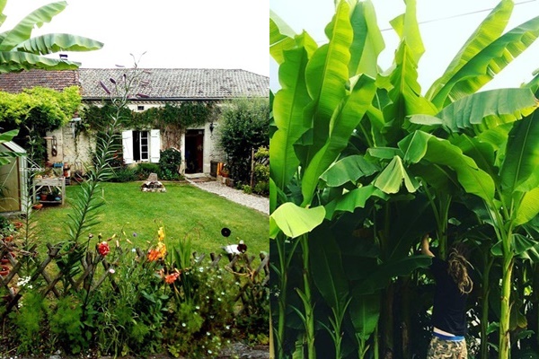 Bí quyết trộn đất giản đơn mà hiệu quả giúp khu vườn 70m² trồng cây gì cũng tốt tươi xanh mát của mẹ đảm ở Huế-39