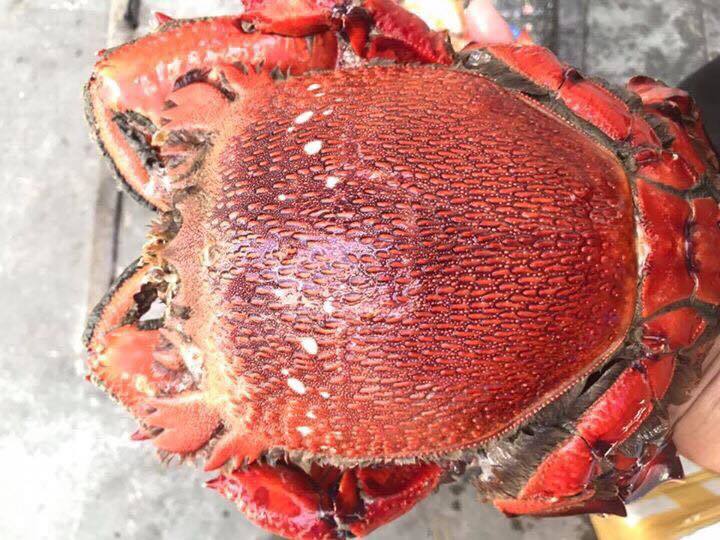 Cua huỳnh đế giảm sốc nửa triệu/kg, cơ hội mua đặc sản nhà giàu giá rẻ-1
