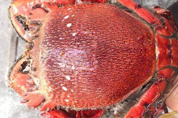 Cua Alaska giá đang bèo, chủ nhà hàng khuyên rẻ mấy cũng đừng ăn-4