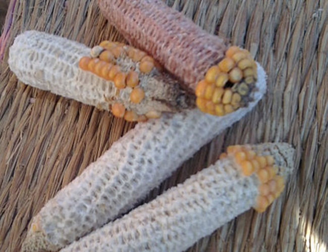 Lõi ngô, thứ vứt đi ở Việt Nam nay thành mỏ tiền không đủ bán-4