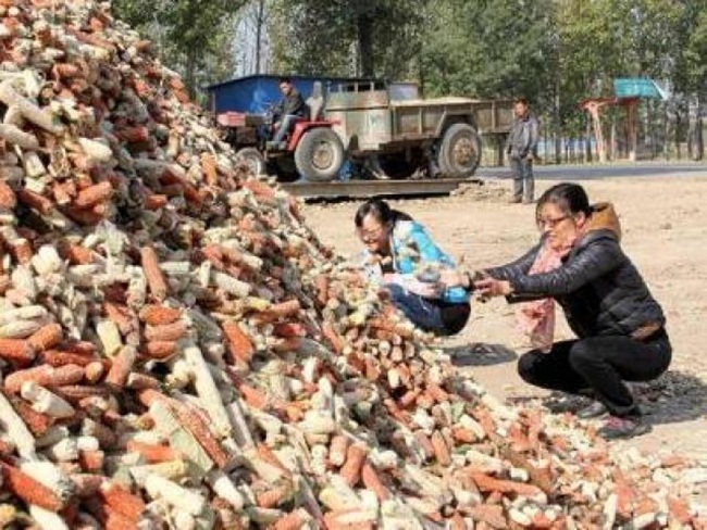 Lõi ngô, thứ vứt đi ở Việt Nam nay thành mỏ tiền không đủ bán-9
