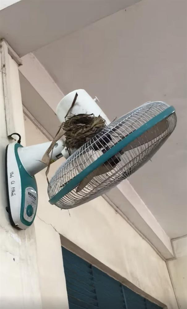 Hốt hoảng cảnh cây cỏ mọc um tùm phủ kín sân trường, chim làm tổ trên quạt treo tường vì học sinh nghỉ dịch quá lâu-1