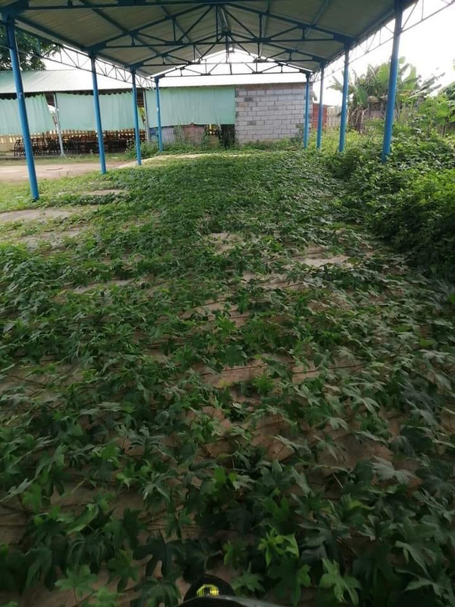 Hốt hoảng cảnh cây cỏ mọc um tùm phủ kín sân trường, chim làm tổ trên quạt treo tường vì học sinh nghỉ dịch quá lâu-4