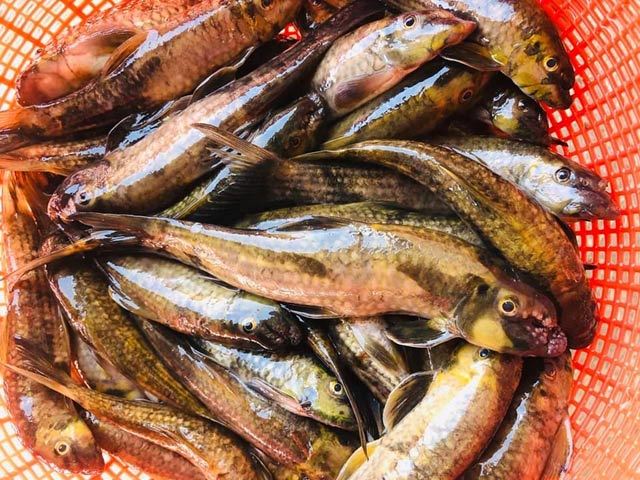 Quảng Ngãi: Đệ nhất cá suối có tiền cũng không dễ mà mua-1