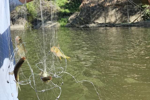 Quảng Ngãi: Đệ nhất cá suối có tiền cũng không dễ mà mua-3