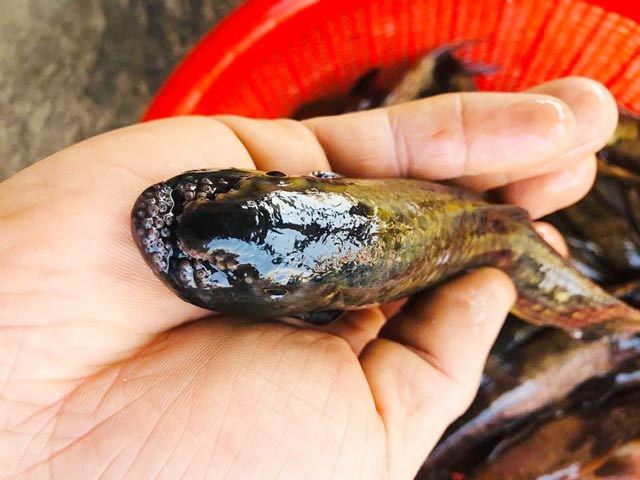 Quảng Ngãi: Đệ nhất cá suối có tiền cũng không dễ mà mua-4