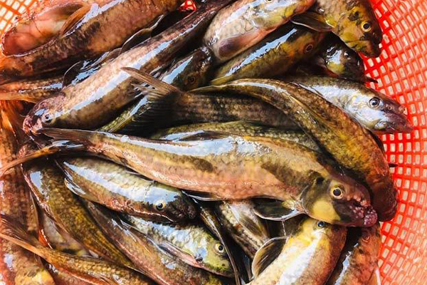 Loại cá trong suốt, mềm hơn bún giá hơn 2 triệu đồng/kg, có tiền khó mua-2