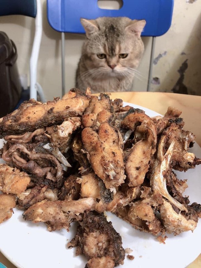 Chồng vào bếp nấu cháo gà, vợ mừng thầm cho đến khi thấy thành phẩm nằm ngửa trong nồi-3