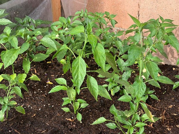 Giàu ngầm cỡ em gái Cẩm Ly - Minh Tuyết vẫn tự tay trồng rau sạch trong biệt thự ở Mỹ-4