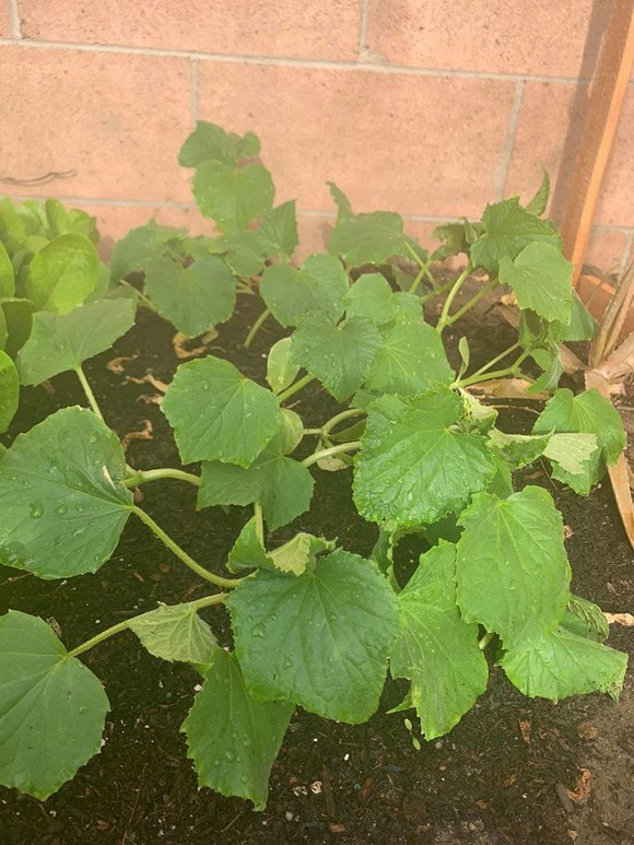 Giàu ngầm cỡ em gái Cẩm Ly - Minh Tuyết vẫn tự tay trồng rau sạch trong biệt thự ở Mỹ-5