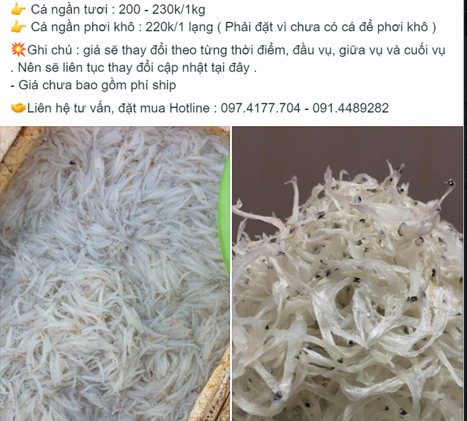 Loại cá trong suốt, mềm hơn bún giá hơn 2 triệu đồng/kg, có tiền khó mua-1