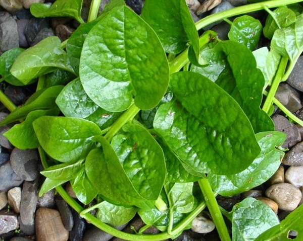 Rau mồng tơi: Cực tốt và cực độc, biết mà tránh khi ăn kẻo rước họa vào người-3