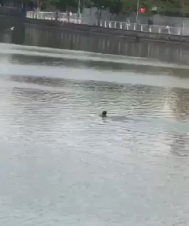 Chạy xe máy không đội mũ bảo hiểm gặp chốt 141, nam thanh niên sợ hãi nhảy xuống hồ Tây để trốn-1