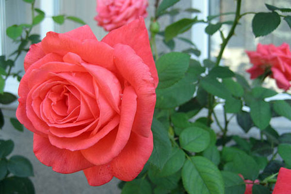 Chỉ 1 quả chanh cũng khiến cuộc sống của bạn nhẹ nhàng hơn, ai không biết phí hoài-2