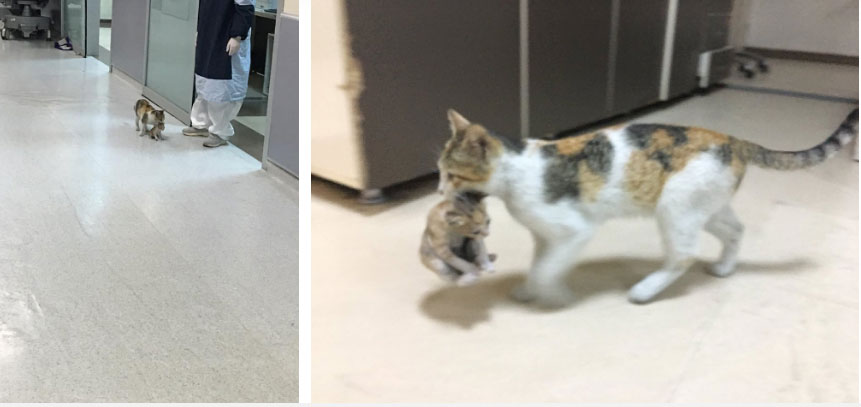 Mèo mẹ khiến dân mạng xúc động khi tự tha con ốm đến bệnh viện cầu cứu-1