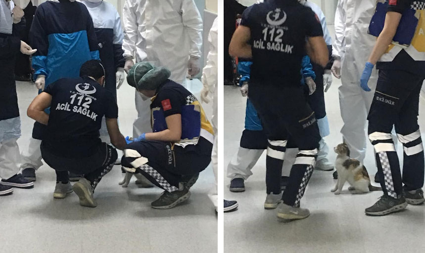 Mèo mẹ khiến dân mạng xúc động khi tự tha con ốm đến bệnh viện cầu cứu-2